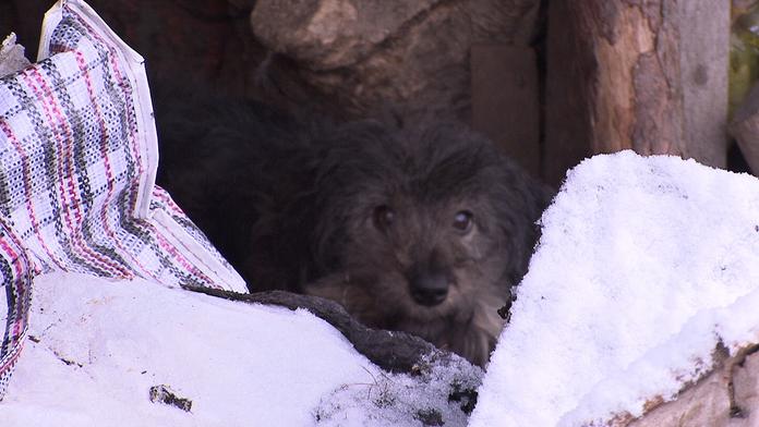 Veterináři chtěli zkontrolovat týraného psa. Majitelka je vyhodila