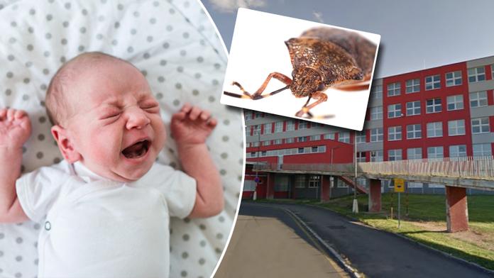 Porodnici v Mostě zamořily štěnice! Přivlekli je pacienti, tvrdí