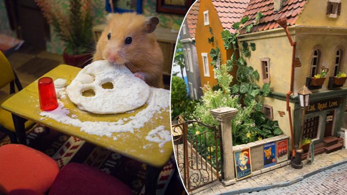 Světový unikát: Křečci dostali své vlastní město, mají domy i vězení!