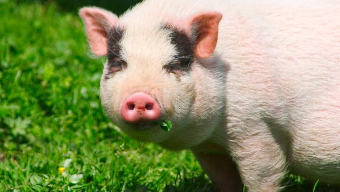 Horor na zahradě: Dvouletého chlapečka sežralo prase!