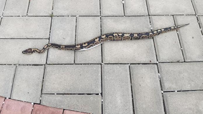 Policisté chytili na hřbitově hada