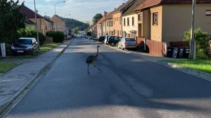 Pořádná nedělní rozcvička. Hasiči v Třebíči naháněli pštrosa!