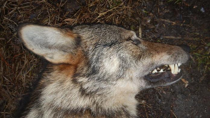 Analýza DNA odhalila původ vlka sraženého na Prostějovsku. Doputoval tam z Alp