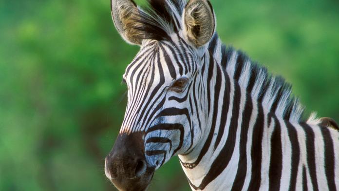 Proč má zebra pruhy? To by vás v životě nenapadlo!