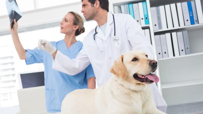 Veterináři varují: Tyhle dobroty můžou vaše mazlíčky i zabít!