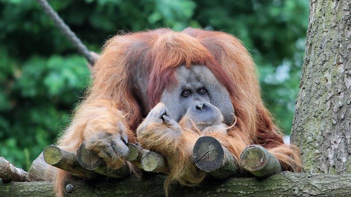 Sousedům utekl ze zoo orangutan: Ošetřovatelé ho zabili!