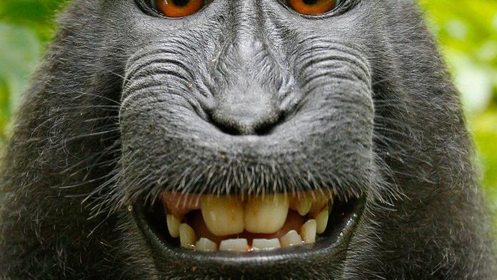 Makak dostane peníze za své selfie. Půjdou na záchranu druhu