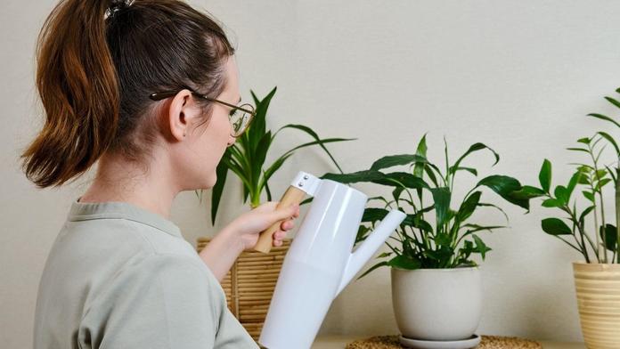 V zimě roste nebezpečí plísní. Tyto čtyři rostliny váš domov ochrání