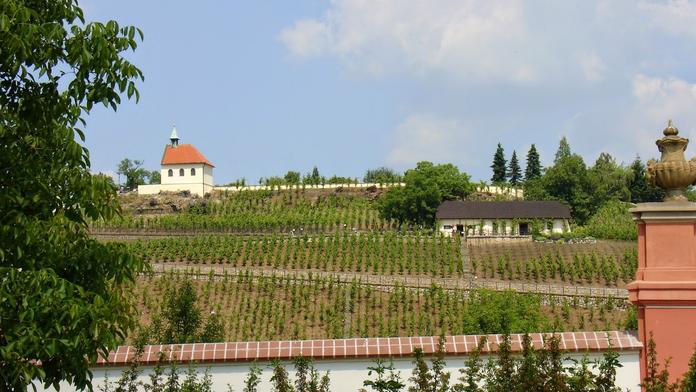 Botanická zahrada hl. města Prahy ožije vinobraním