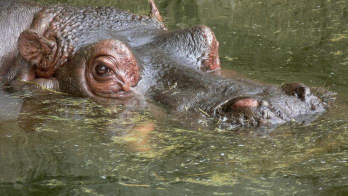 Tragédie v zoo: Hroch Karl se sžíval se samicemi. Zabily ho!