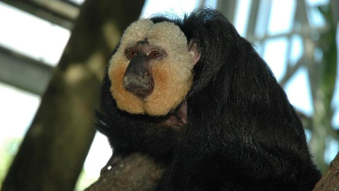 Zlínská zoo žádá o pomoc. Někdo tam nakrmil opice čokoládou