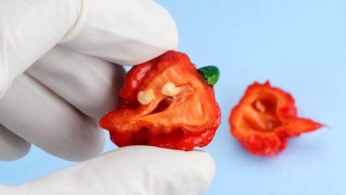 Extrémně pálivé papričky Carolina Reaper, ilustrační foto