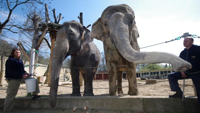 Jaké ohrožené druhy chovají v pražské zoo? Představí je ŽIVĚ!