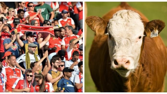 Komplikace fanoušků Arsenalu! Jejich vlak narazil do stáda krav