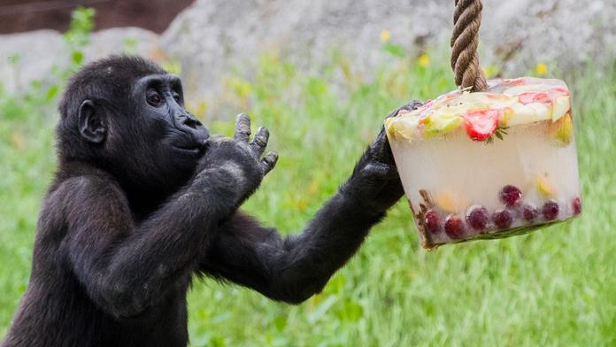 Pražskou zoo čeká velká změna. Ředitel popsal, jak bude vypadat nový pavilon