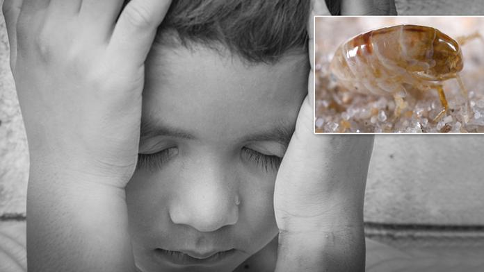 Blecha nakazila chlapce morem! Lékaři teď bojují o jeho život