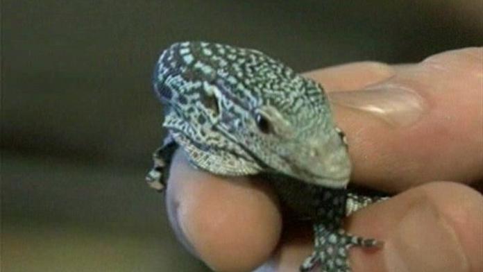 Plzeňska Zoo odchovala jako první mládě varana modrého