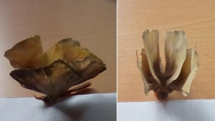 Tajemný tvor připomíná motýla! Rodina chrání artefakt už 40 let