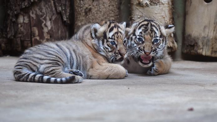 Tygříci z pražské zoo mají jména. Co znamená Bulan a Wanita?