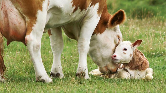 Česko bude zemědělcům platit nižší dotace. Nebudeme konkurenceschopní, varují
