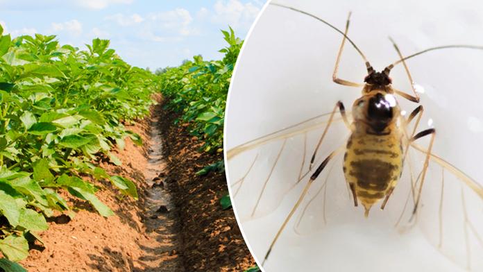 České brambory ničí málo známý parazit! Úřady už vydaly varování