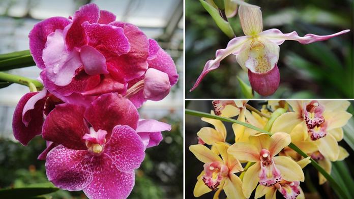 Úžasné triky orchidejí: Hmyz se s nimi chce pářit! GALERIE