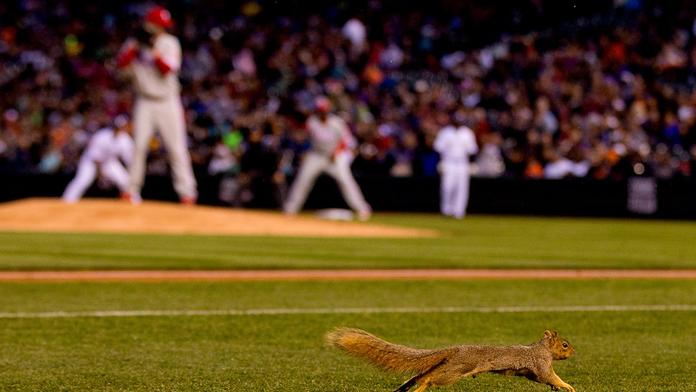 Bizarnosti v MLB: Veverka kradla metu, hráč ukazoval zadek