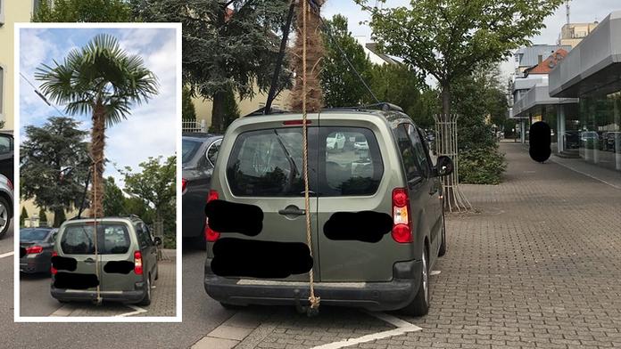 Čeho jsou řidiči schopní? Tenhle machr zkoušel převézt obří palmu!