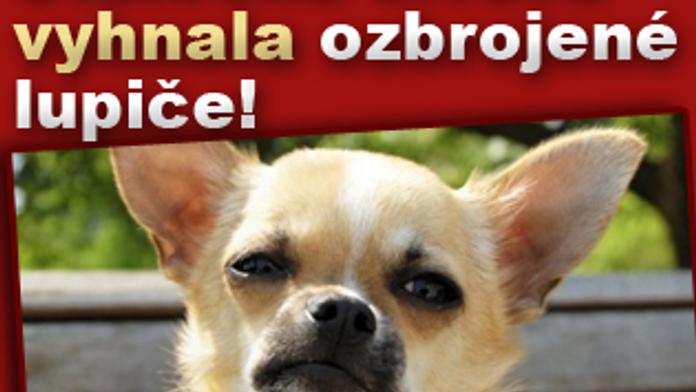 Statečná čivava vyhnala ozbrojené lupiče z obchodu!