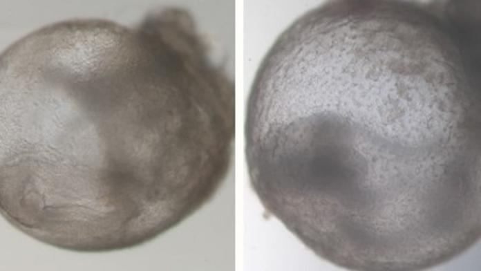 Přelom ve vědě. Výzkumníci vypěstovali první umělé embryo bez spermie i vajíčka