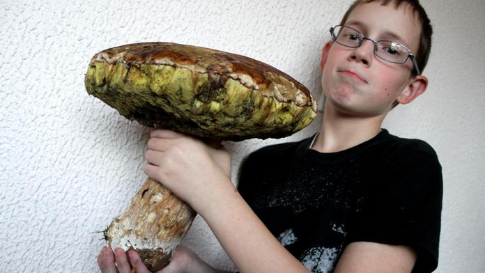 Varování mykologů: Pozor na mráz! Z jedlých hub dělá jedovaté!