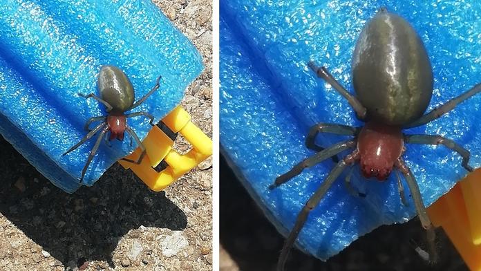 Rodina na zahradě objevila zápřednici jedovatou. Vlezla batoleti do bazénku