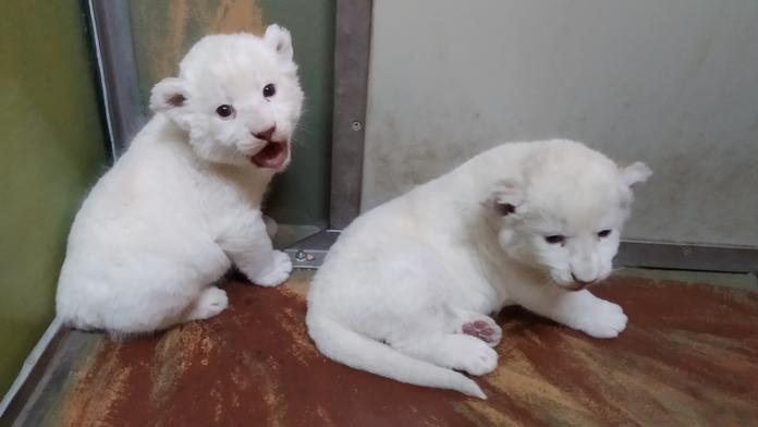 V hodonínské zoo slaví úspěch. Narodila se tu dvě lví mláďata