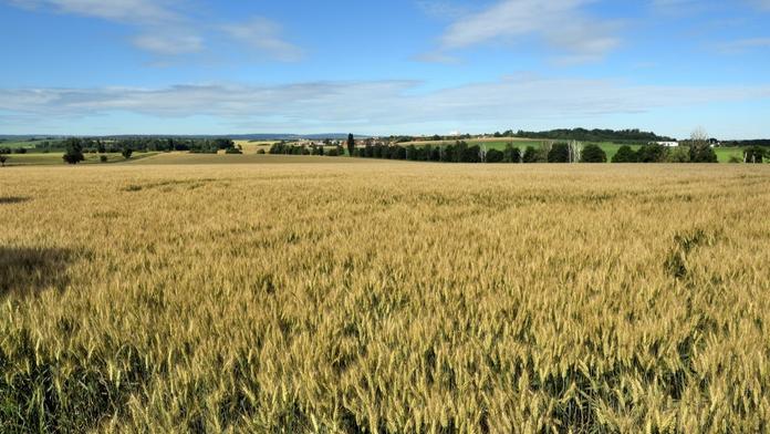 Farmář z Gazy našel 4500 let starou sošku. Představuje bohyni lásky, krásy a války