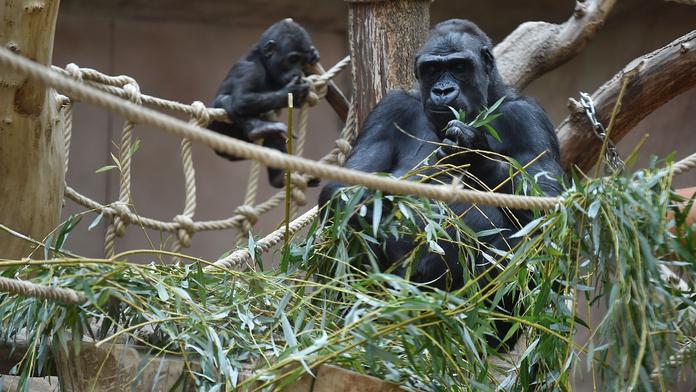 Koronavirus i nadále trápí pražskou zoo. Onemocněly další dvě gorily
