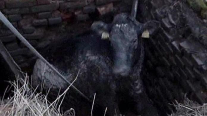 Vyčerpanou krávu vytahoval jeřáb