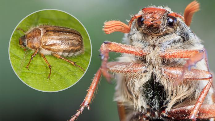 Čechy děsí přemnožení chroustci! Odborník řekl, jak se s nimi vypořádat