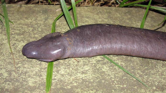 V Brazílii našli hada, který vypadá jako penis