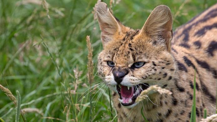 Serval, ilustrační fotografie