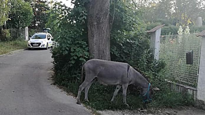 Po krávě se u silnice pásl osel! Vyháněli ho dva strážníci
