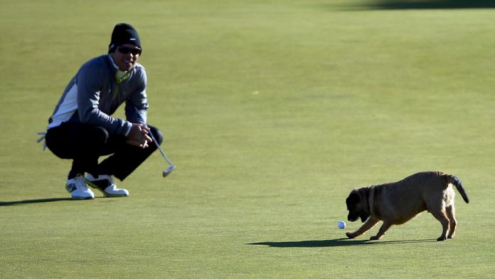 Golfista nemohl hrát. Míček mu sebral zaběhnutý pes