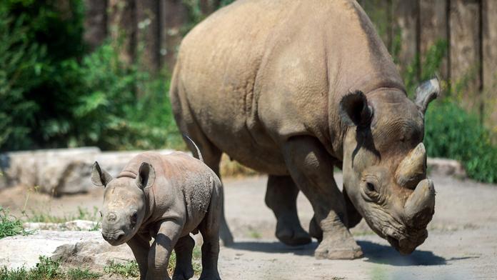 Odporný čin! Návštěvníci zoo vyryli svá jména do zad nosorožce