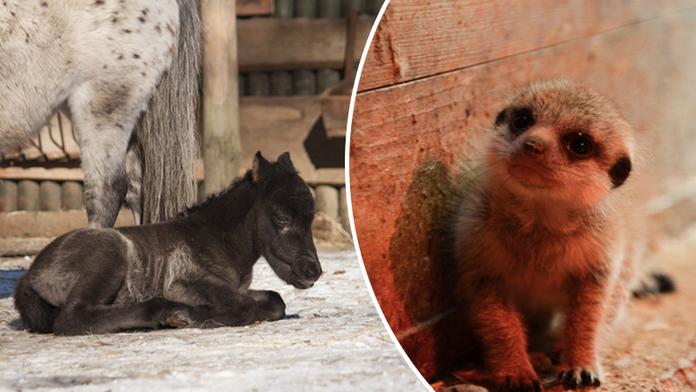 S příchodem jara se v liberecké zoo narodila další mláďata! FOTO