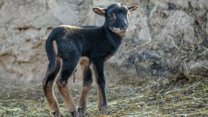 Radost v českých zoo: Na svět přivedla první mláďata roku 2020!