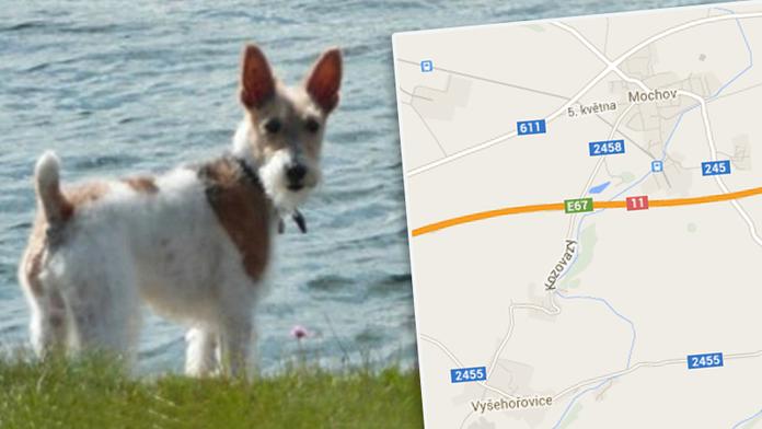 Pomozte najít foxteriéra Oskara (12)! Ztratil se při autonehodě