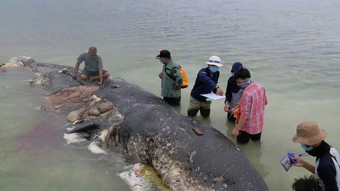 Oceán vyplavil obřího mrtvého vorvaně: Měl v sobě 6 kilo plastu!