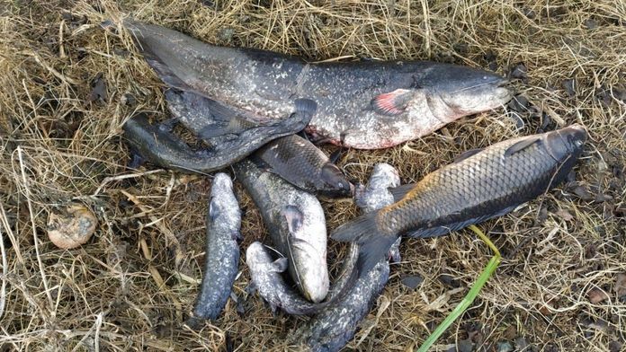 V Labi u Štětí našli stovky kilogramů uhynulých ryb. Do řeky uniknul louh