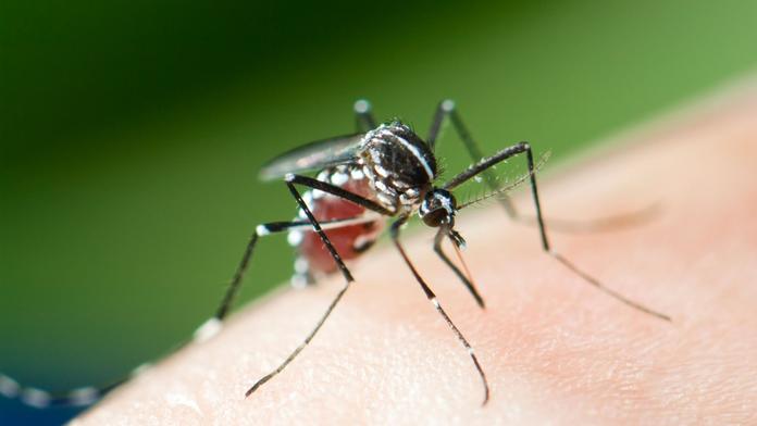 Evropou se šíří exotický virus. Objevil se už i v sousední zemi