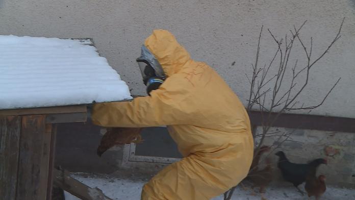 Nové ohnisko ptačí chřipky: Virus se rozšířil do dalšího kraje