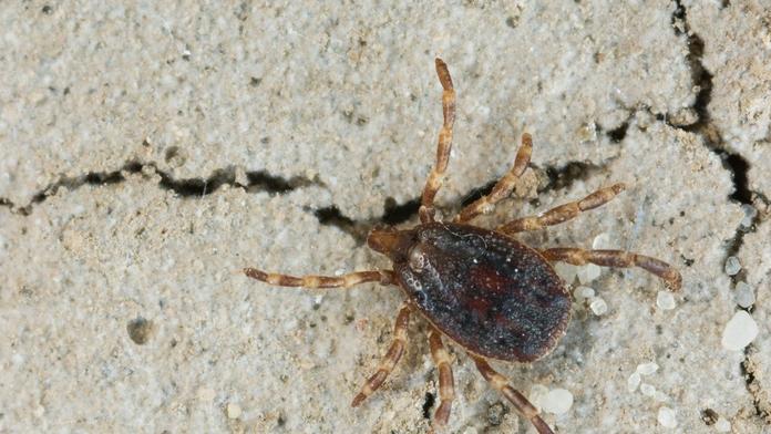 Smrtící klíšťata v Německu. Jsou pětkrát větší a hrozí jejich šíření